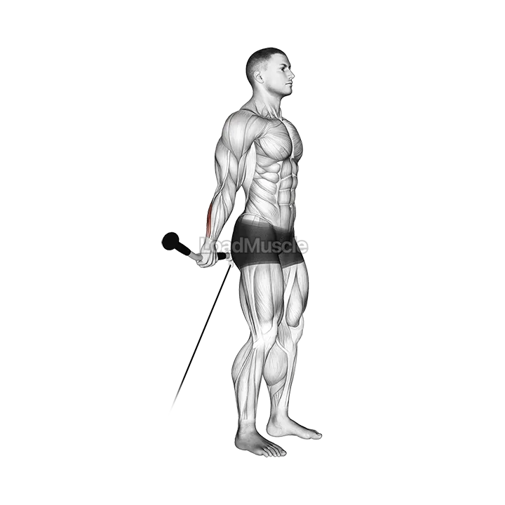 Cable Standing Back Wrist Curl demonstration
