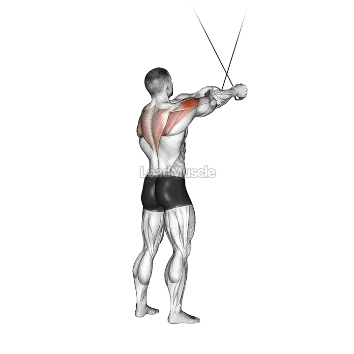Cable Standing Cross over High Reverse Fly demonstration
