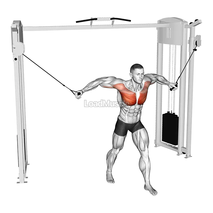 Cable Standing Fly demonstration