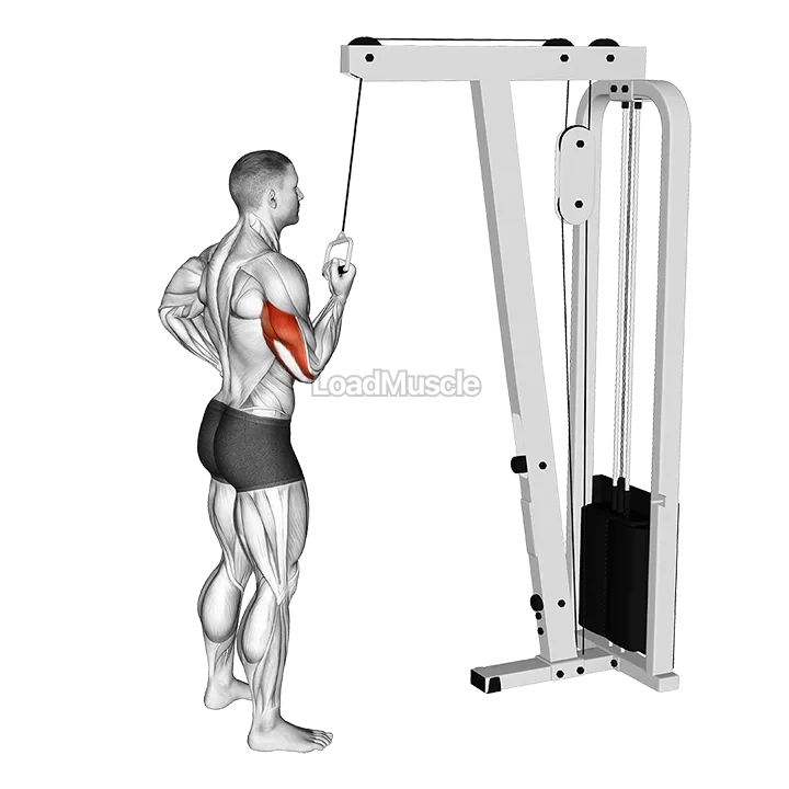 Cable Standing One Arm Triceps Extension demonstration