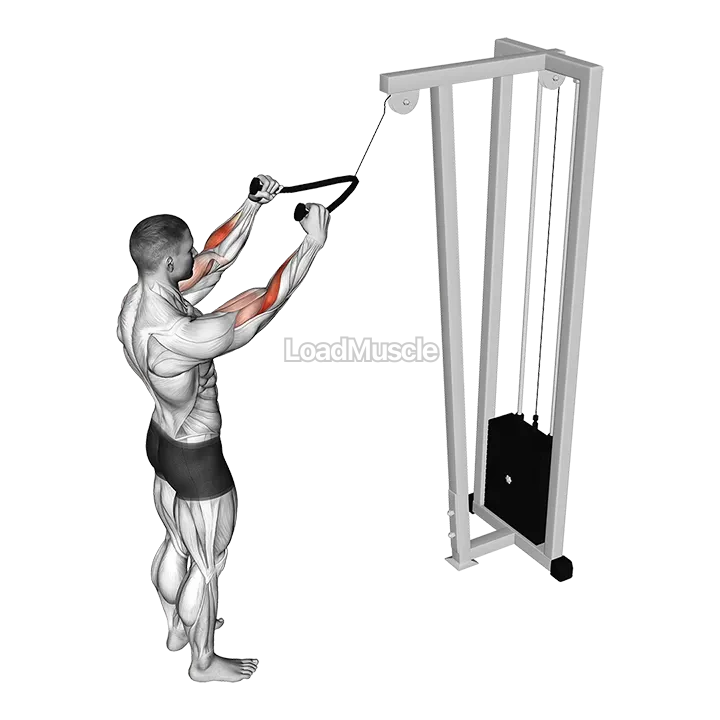 Cable Standing Pulldown (with rope) demonstration