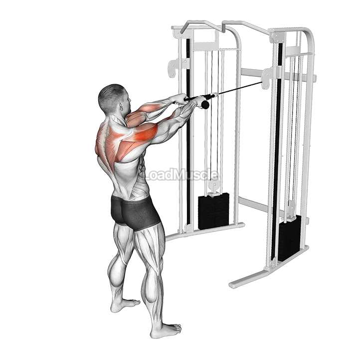Cable Standing Rear Delt Row (with rope) demonstration