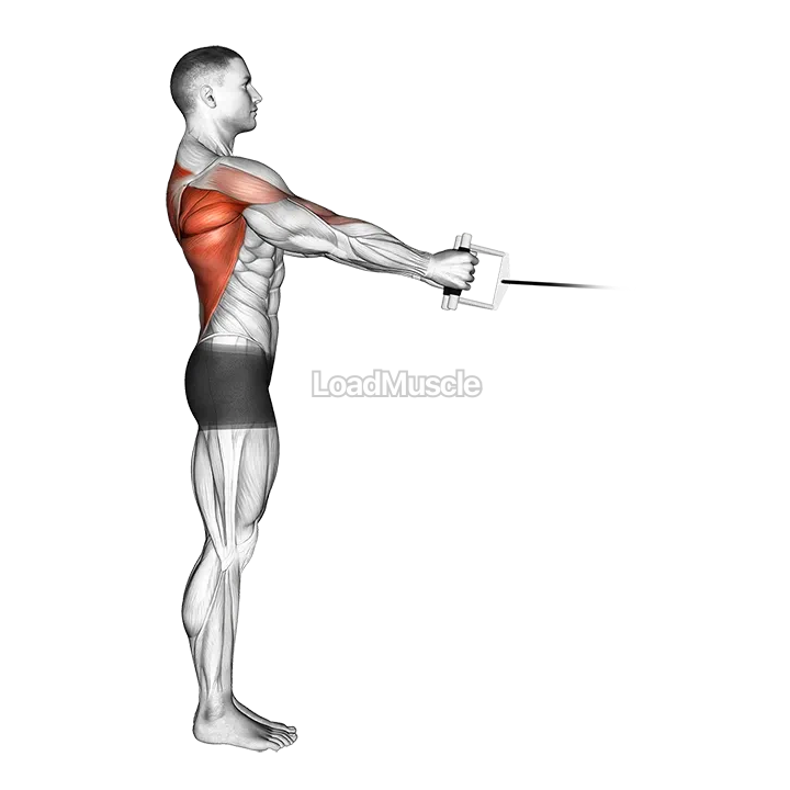 Cable Standing Row (V bar) demonstration