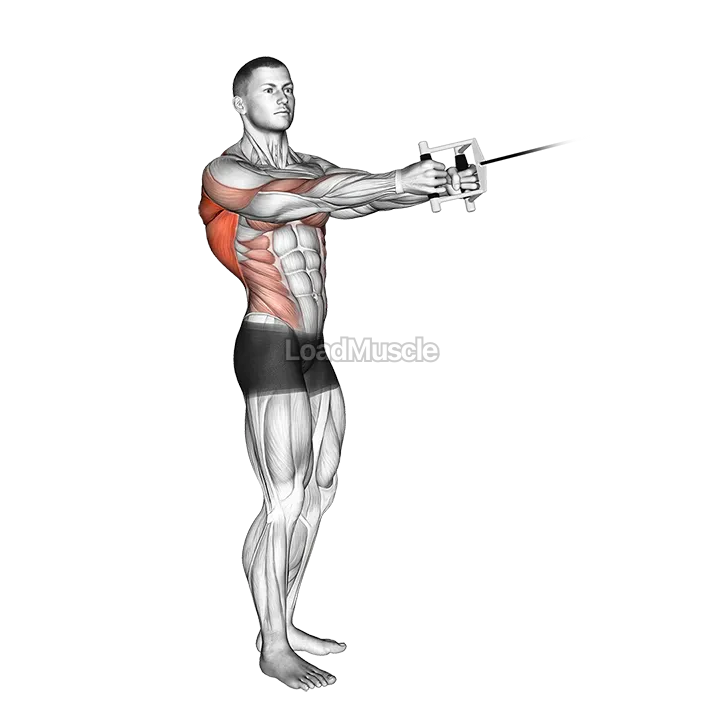 Cable Standing Twist Row (V bar) demonstration