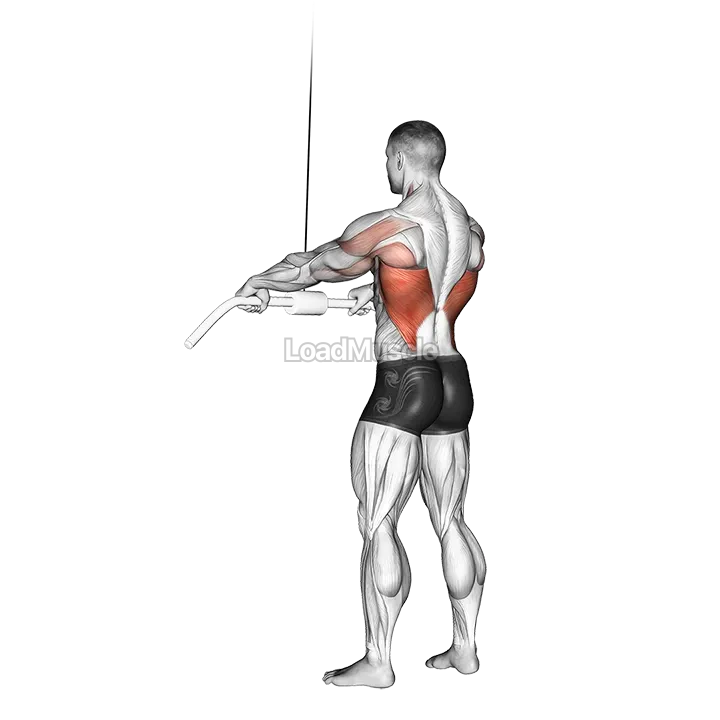 Cable Straight Arm Pulldown demonstration