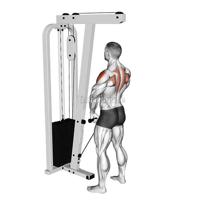 Cable Upright Row demonstration