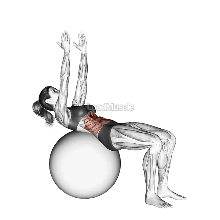 Crunch (on stability ball, arms straight) demonstration