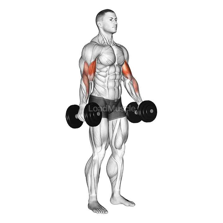 Dumbbell Alternate Biceps Curl demonstration