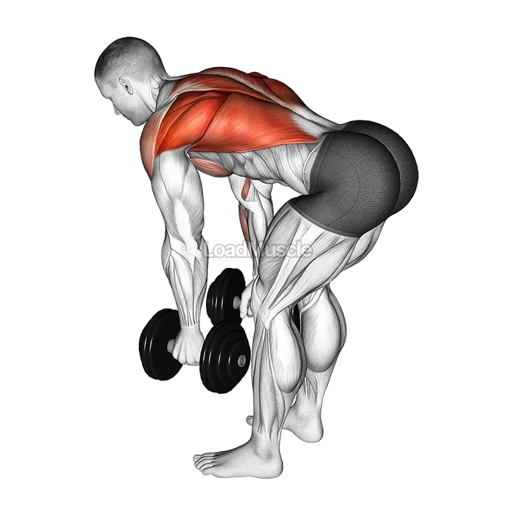 Dumbbell Bent Over Row demonstration