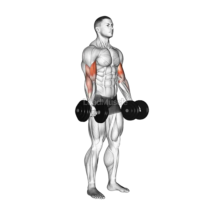 Dumbbell Biceps Curl demonstration