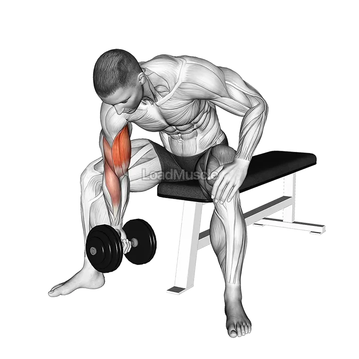 Dumbbell Concentration Curl demonstration