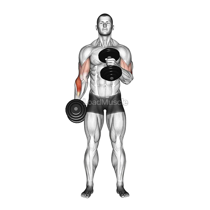Dumbbell Cross Body Hammer Curl demonstration