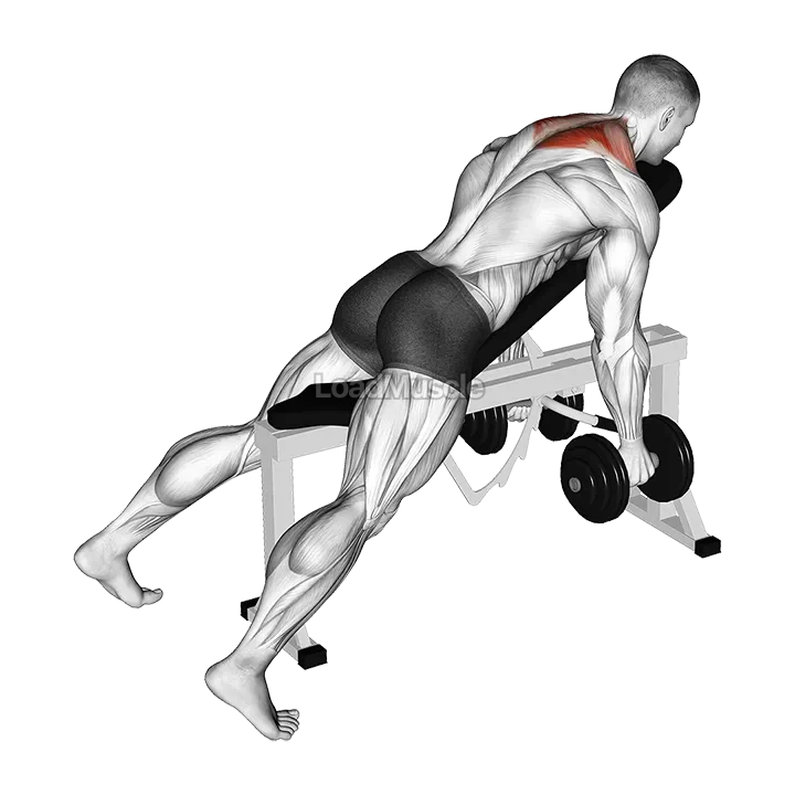 Dumbbell Decline Shrug demonstration