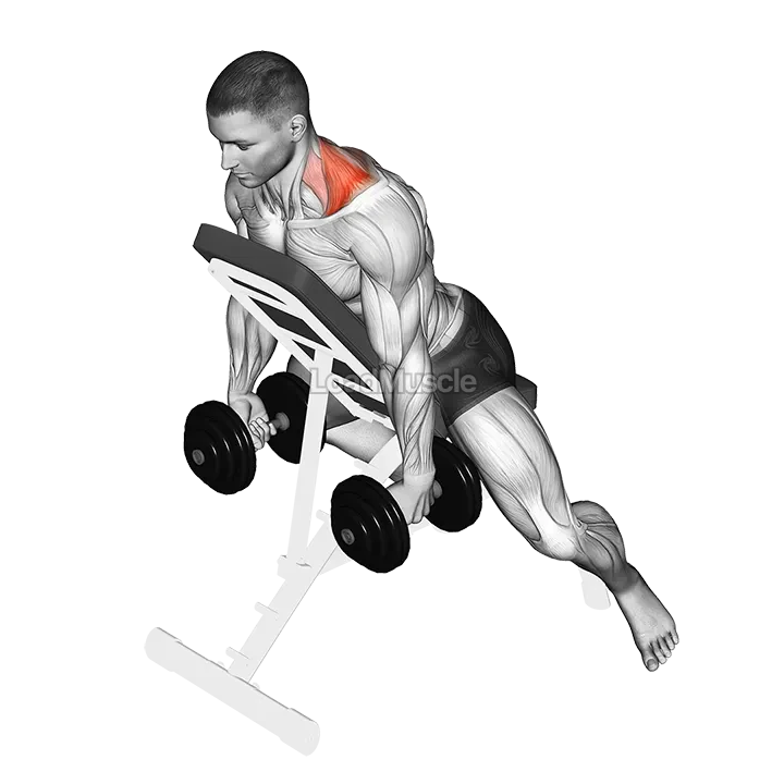 Dumbbell Decline Shrug demonstration