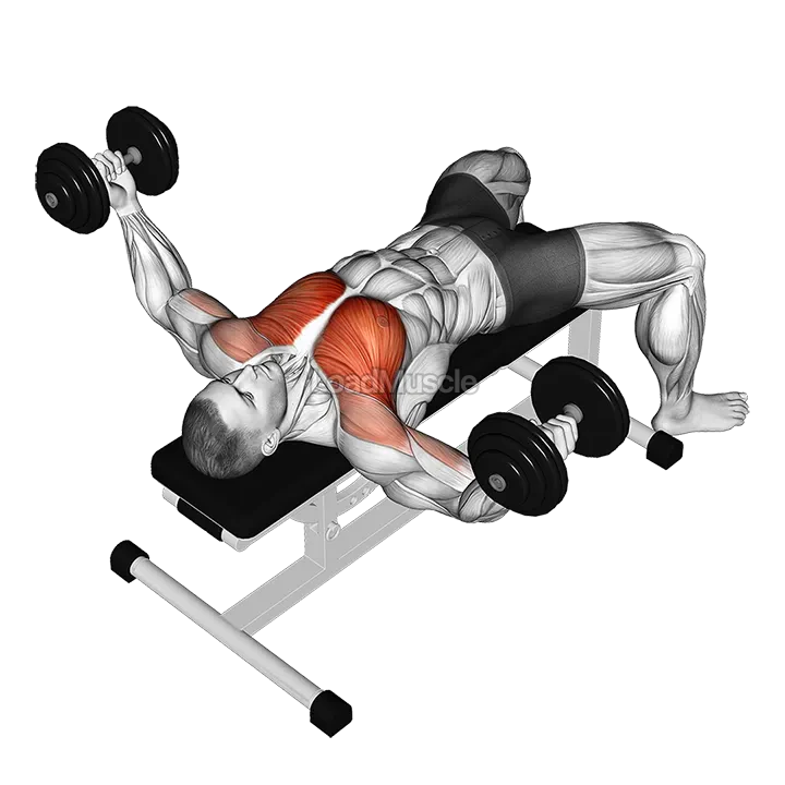 Dumbbell Fly demonstration