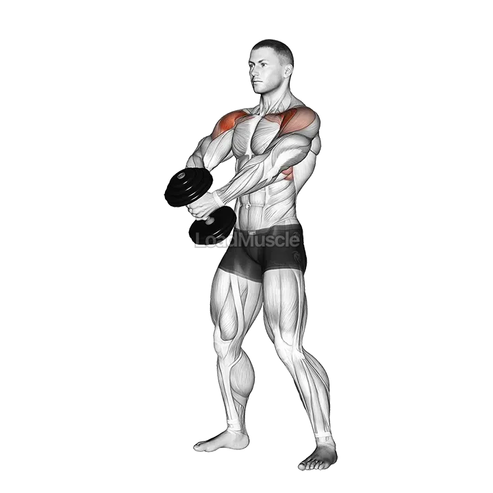 Dumbbell Front Raise demonstration