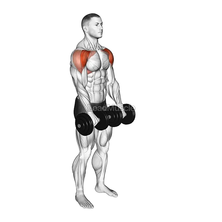 Dumbbell Front Raise demonstration
