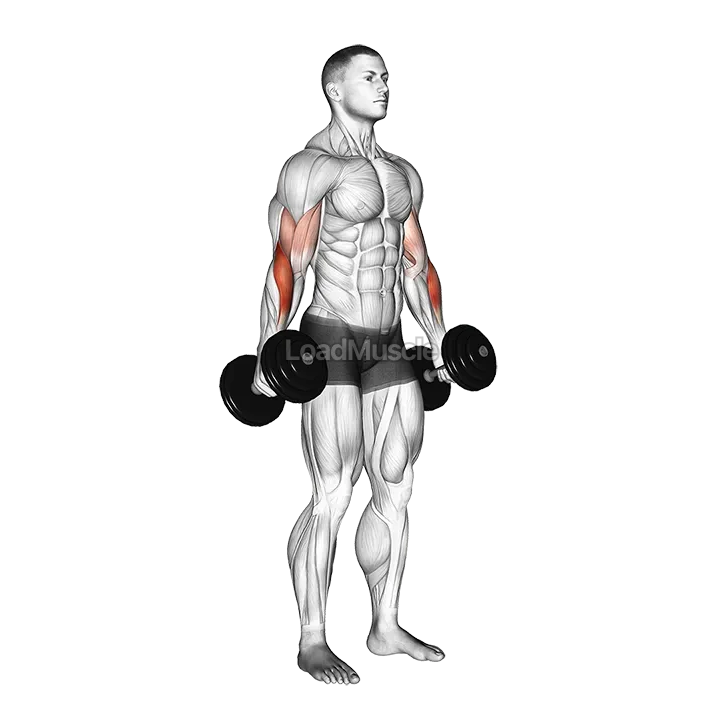 Dumbbell Hammer Curl demonstration