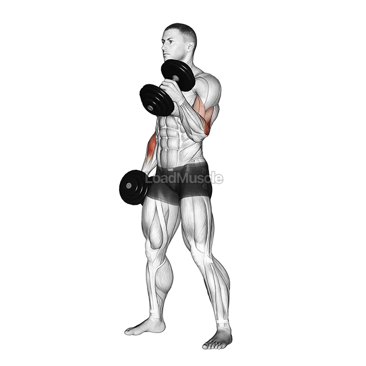 Dumbbell Hammer Curl demonstration