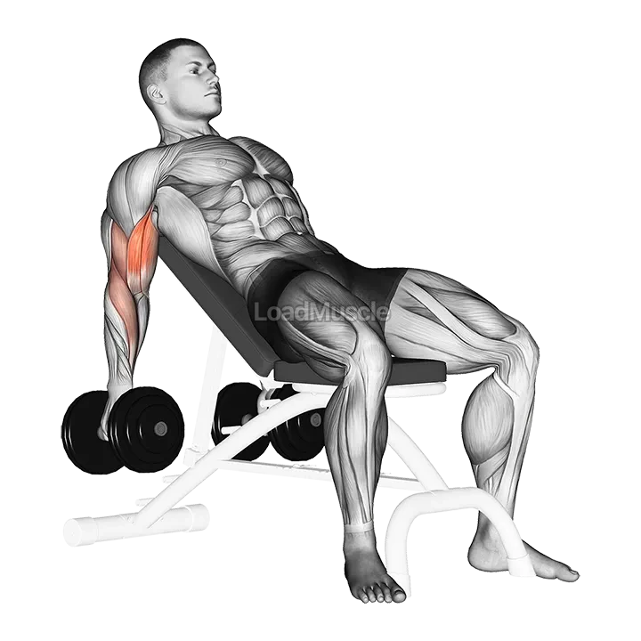 Dumbbell Incline Biceps Curl demonstration