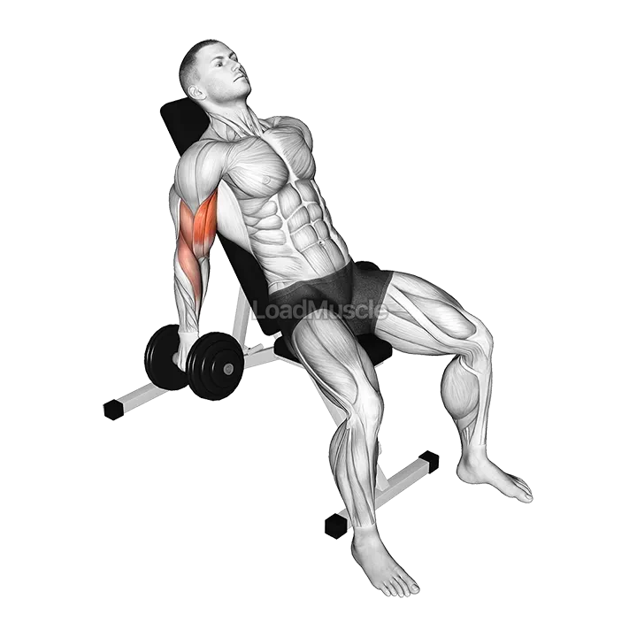 Dumbbell Incline Curl demonstration