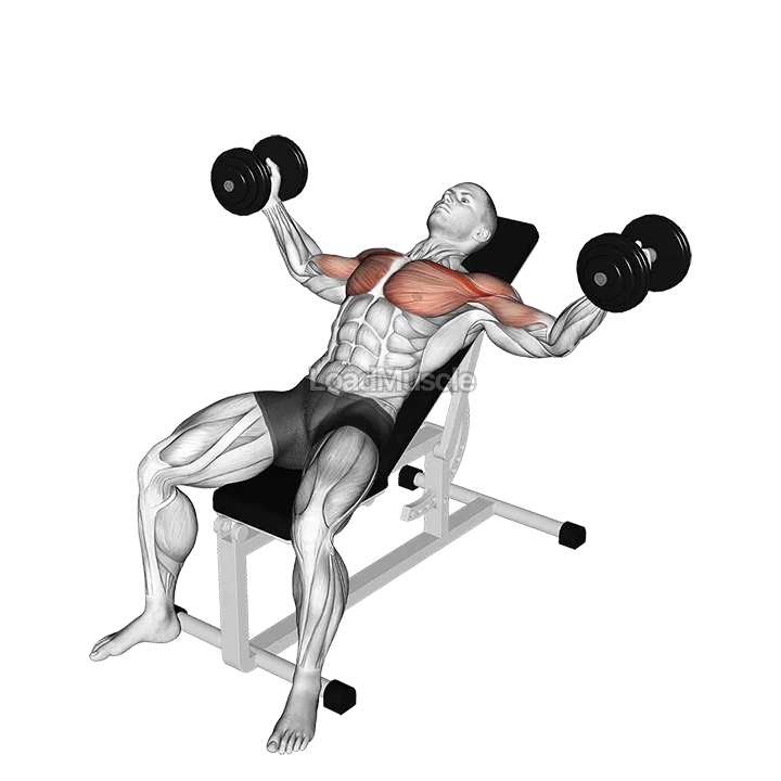 Dumbbell Incline Fly demonstration