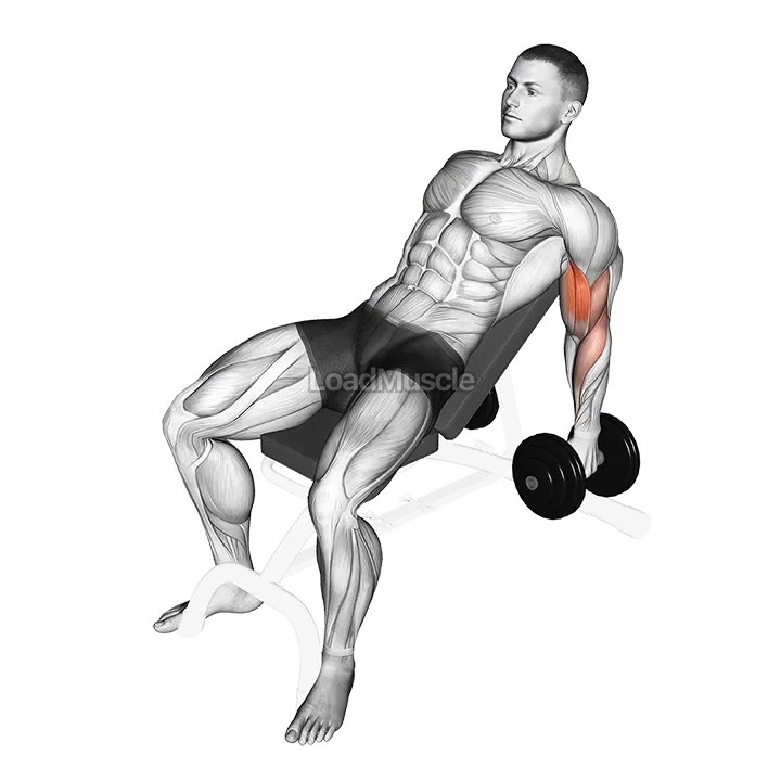 Dumbbell Incline Hammer Curl demonstration