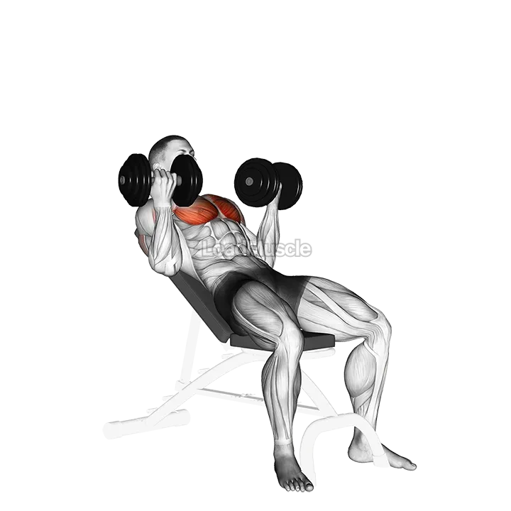 Dumbbell Incline Palm in Press demonstration