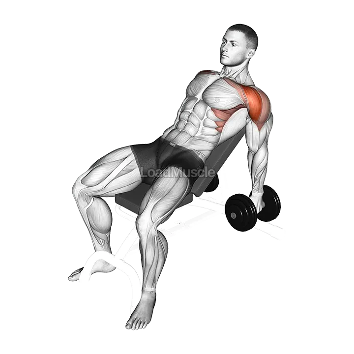 Dumbbell Incline Raise demonstration