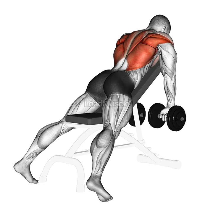 Dumbbell Incline Row demonstration