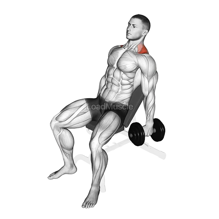 Dumbbell Incline Shrug demonstration