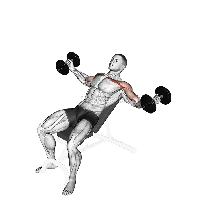 Dumbbell Incline Twisted Flyes demonstration