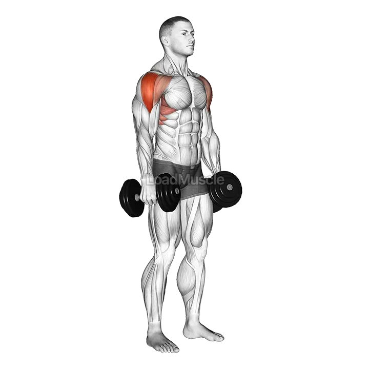 Dumbbell Lateral Raise demonstration