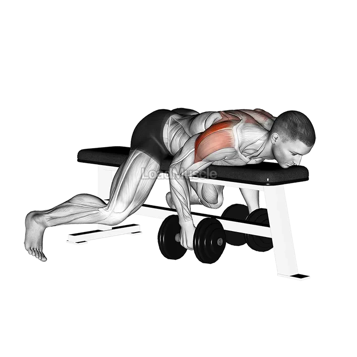 Dumbbell Lying Rear Lateral Raise demonstration