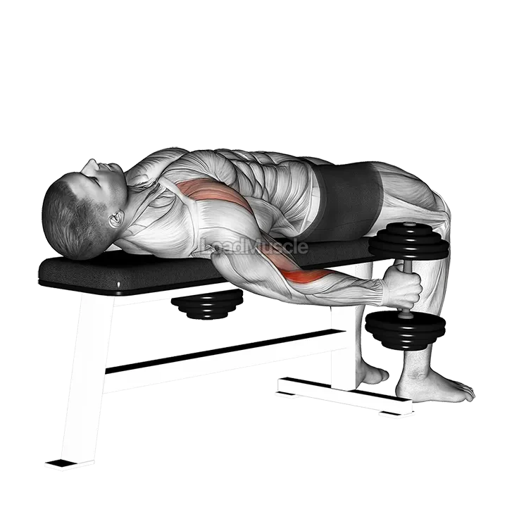 Dumbbell Lying Supine Curl demonstration