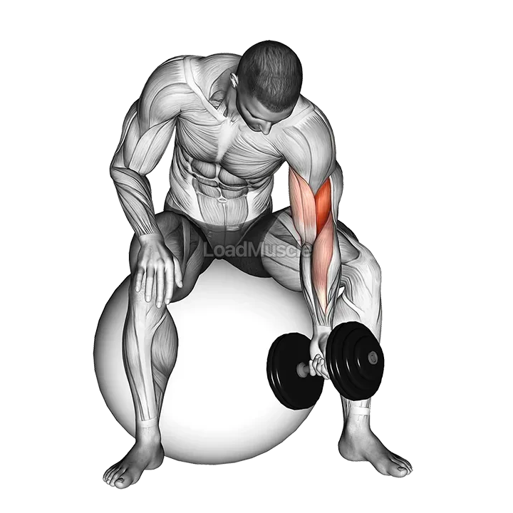 Dumbbell One Arm Concetration Curl (on stability ball) demonstration