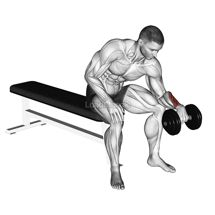 Dumbbell One arm Revers Wrist Curl demonstration