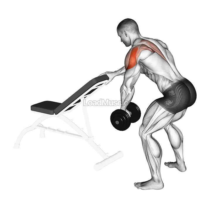 Dumbbell One Arm Reverse Fly (with support) demonstration