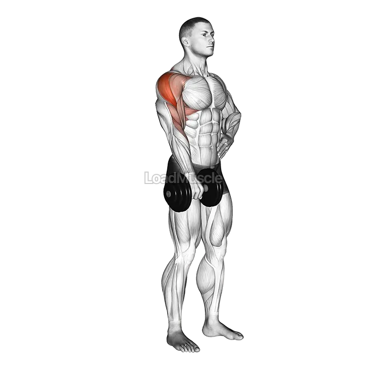 Dumbbell One Arm Upright Row demonstration