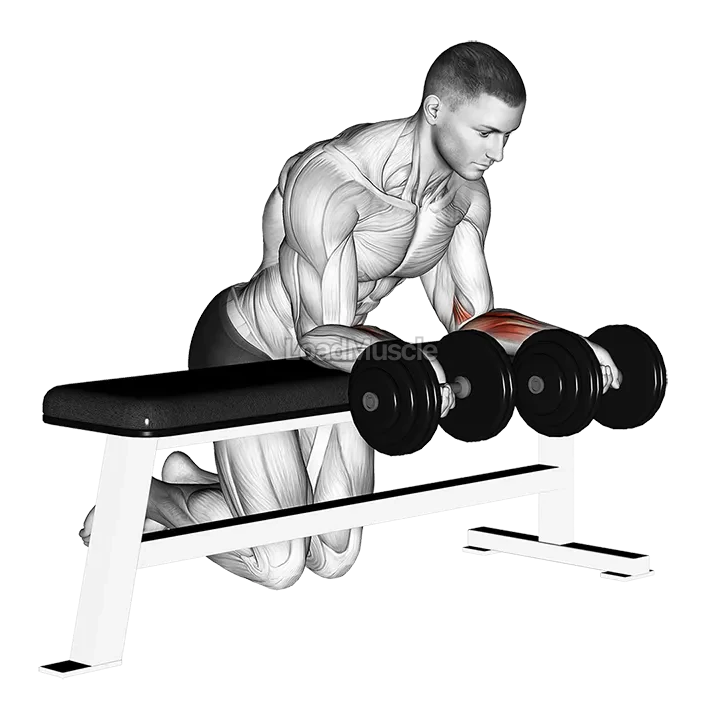 Dumbbell Over Bench Revers Wrist Curl demonstration