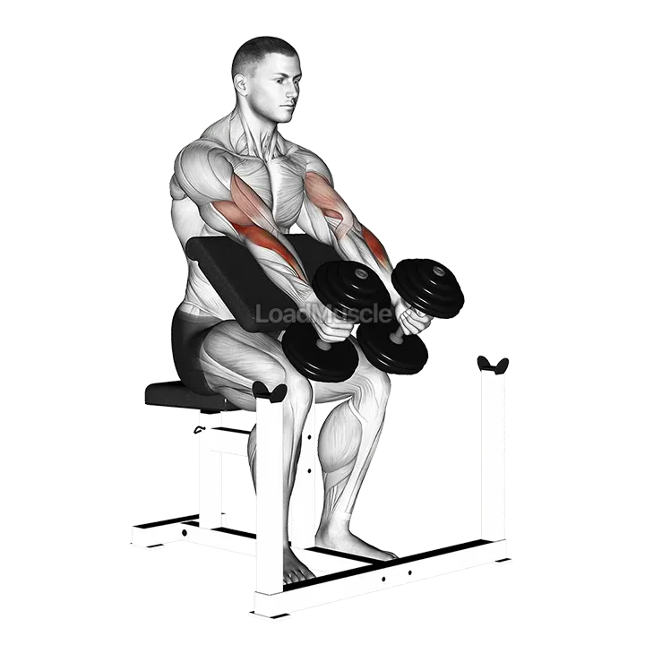 Dumbbell Peacher Hammer Curl demonstration