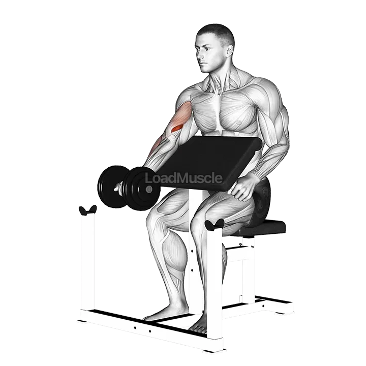Dumbbell Preacher Curl demonstration