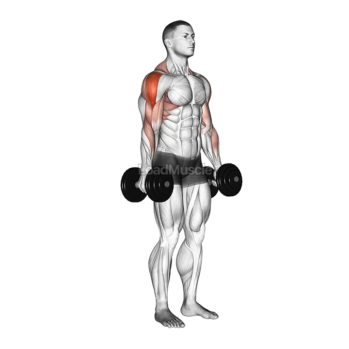 Dumbbell Raise demonstration