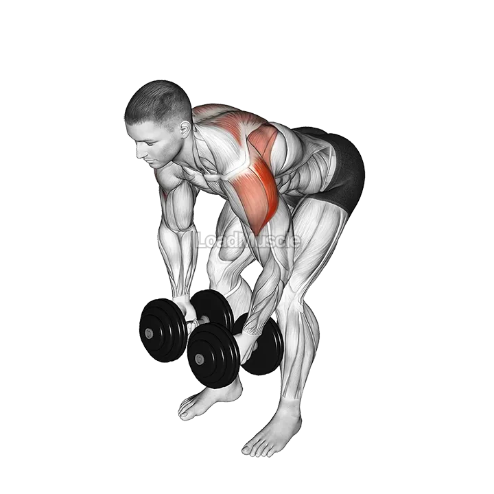 Dumbbell Rear Lateral Raise demonstration