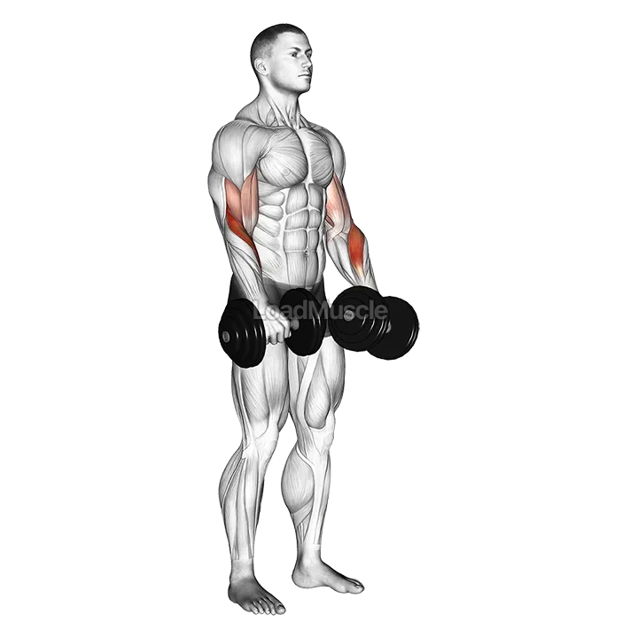 Dumbbell Revers grip Biceps Curl demonstration