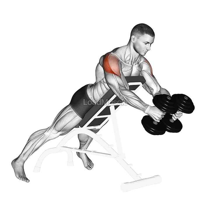 Dumbbell Reverse Fly demonstration