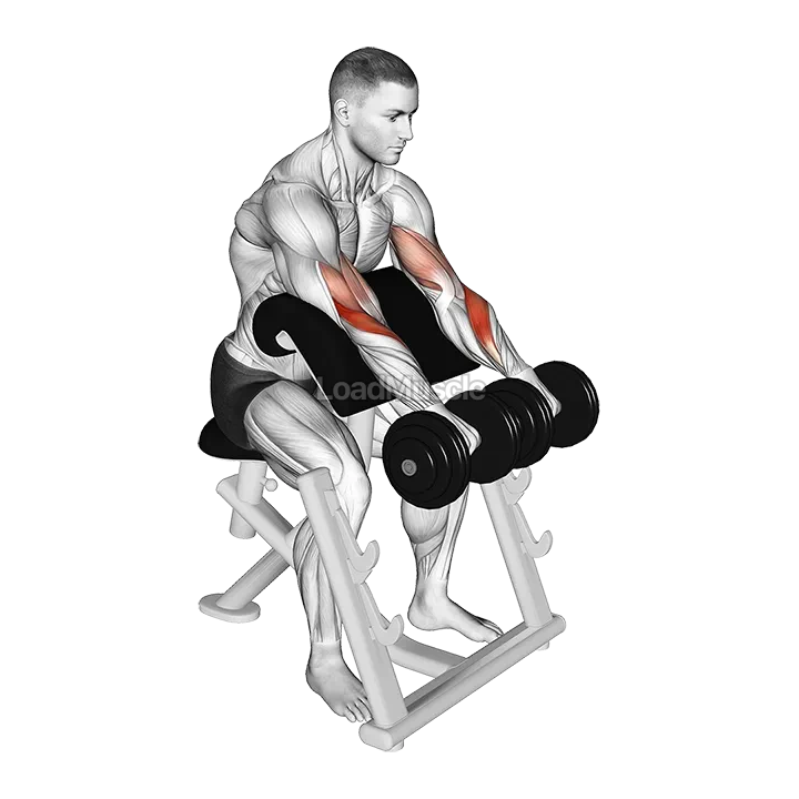 Dumbbell Reverse Preacher Curl demonstration