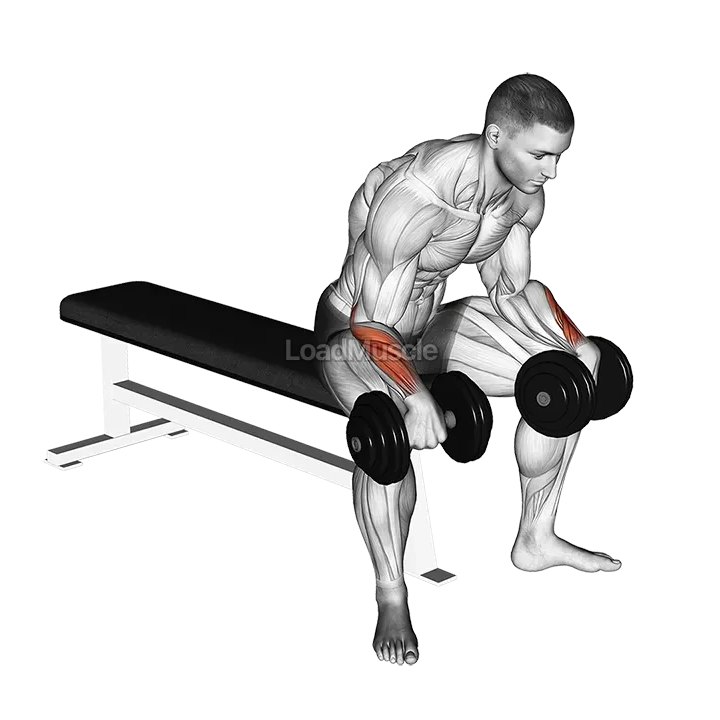 Dumbbell Reverse Wrist Curl demonstration