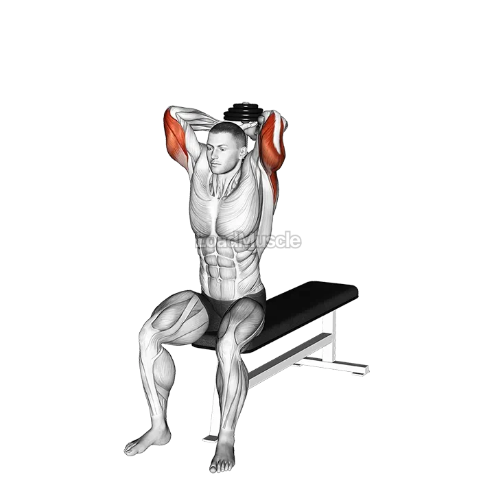 Dumbbell Seated Bench Extension demonstration