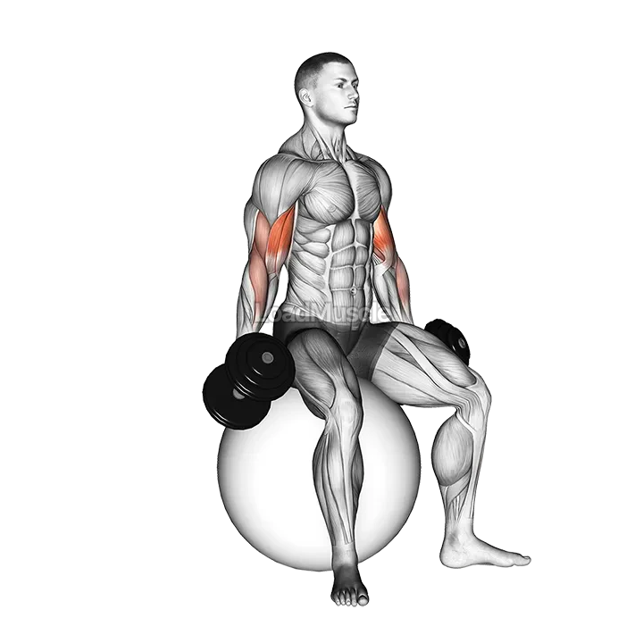 Dumbbell Seated Biceps Curl (on stability ball) demonstration
